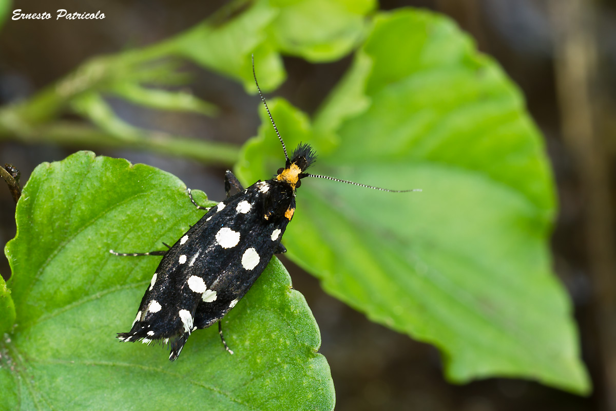 farfalla da identificare - Euplocamus cf. anthracinalis